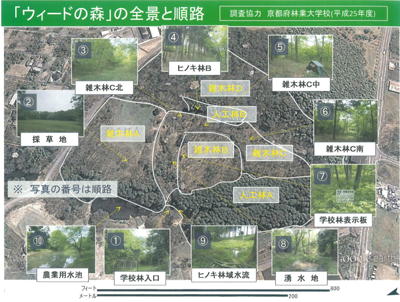 ウィードの森って?